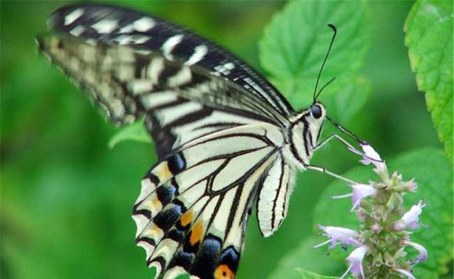 蝴蝶应该吃什么食物饮食令人非常好奇但是没有想象的神秘