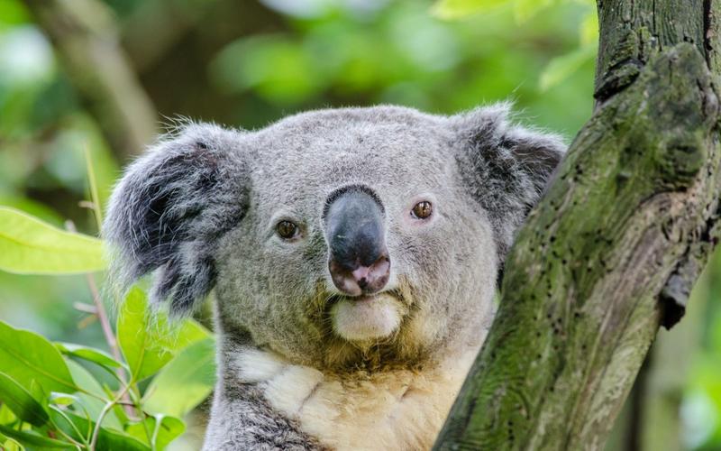 澳大利亚树袋熊考拉图片