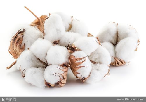 关键词棉花棉桃成熟的棉花雪白的棉花农作物植物天然棉花优质棉花
