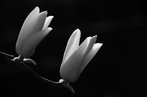 换一个角度看玉兰花把玉兰花用黑白色呈现它的美与洁白无瑕显示玉兰