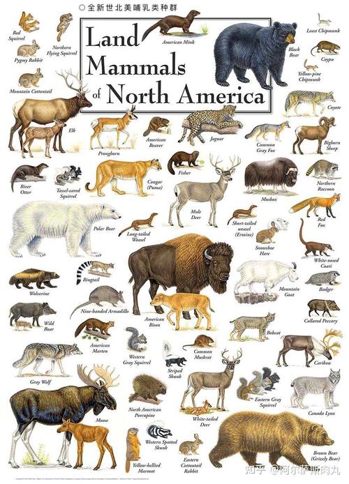 北美哺乳动物类群今昔对比