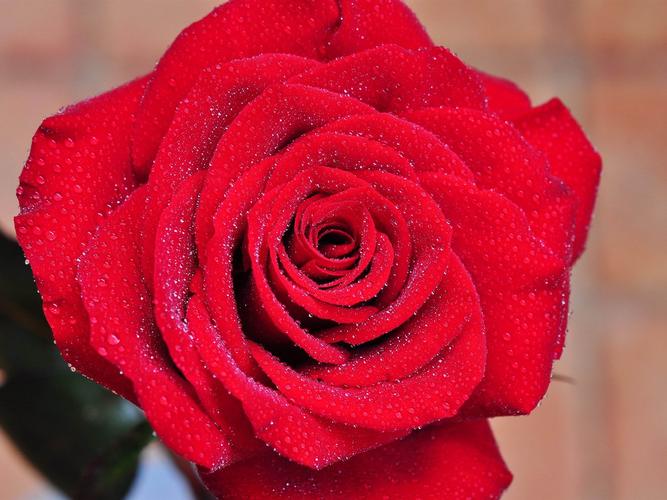 艳丽的红玫瑰花图片大全高清图库
