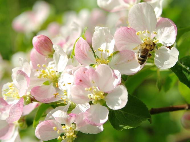 白色粉红色的苹果花蜜蜂树枝春天