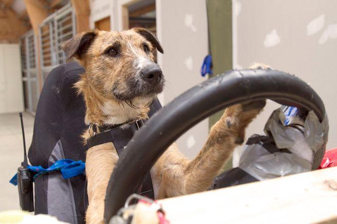 新西兰的狗学会了开车