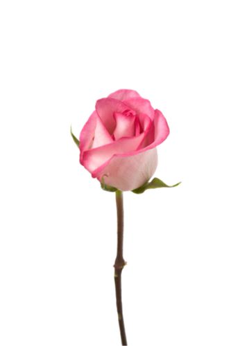 一支粉色玫瑰花图片