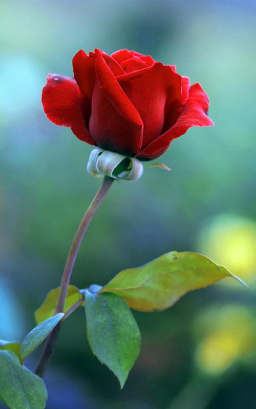 娇艳唯美红玫瑰图片手机壁纸