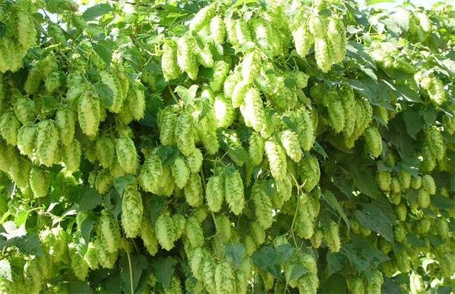 啤酒花是一种桑科的多年生攀援草本植物顾名思义啤酒花是用于制作