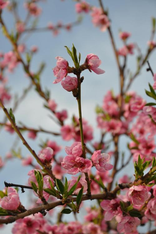 桃花春天的花朵开花花粉红色的颜色脆弱春天
