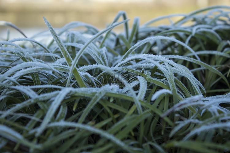 冬天冰霜覆盖的草木