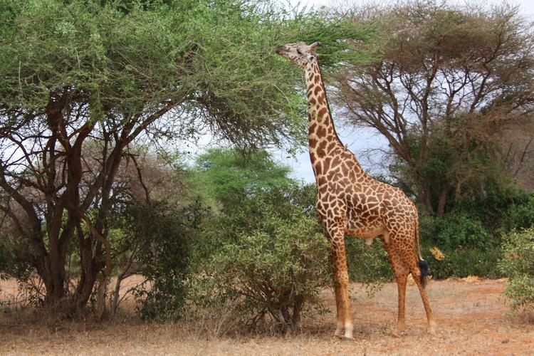 1758是长颈鹿科长颈鹿属的一种生长在非洲的反刍偶蹄动物