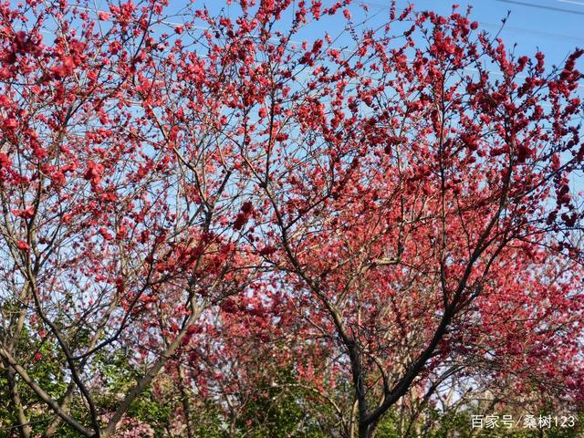一树树的花红尽显风姿