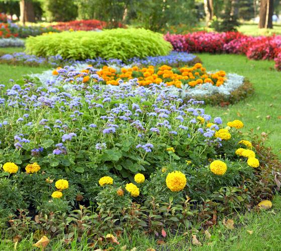 花风景彩色花坛夏天城市公园