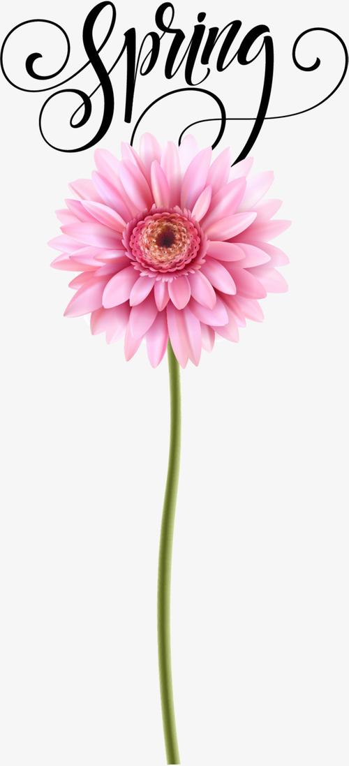 一朵美丽的粉色花朵