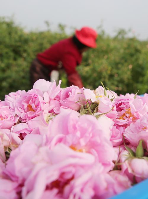 5月10日在江苏省海安市城东镇石庄村农民在玫瑰种植园内采摘玫瑰花.