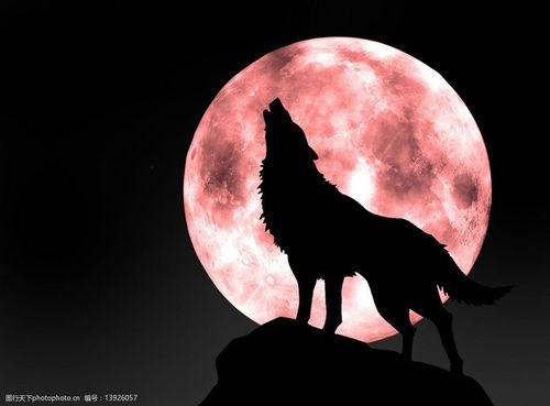 圆月下山坡上吼叫的狼图片