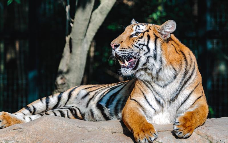 虎虎生威华南虎种群在动物园繁衍生息