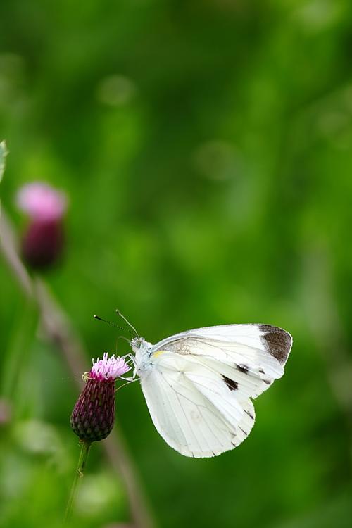 一只白蝴蝶