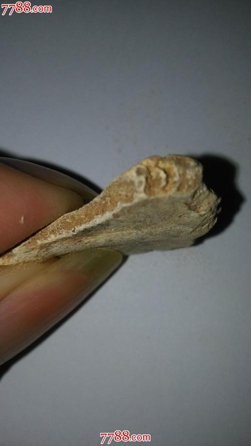 动物骨头化石一枚价格20元第3张中国收藏热线