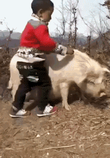 动物猪搞笑萌娃奔跑坐骑gif动图动态图表情包下载soogif