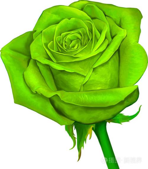 美丽的淡绿色玫瑰花朵