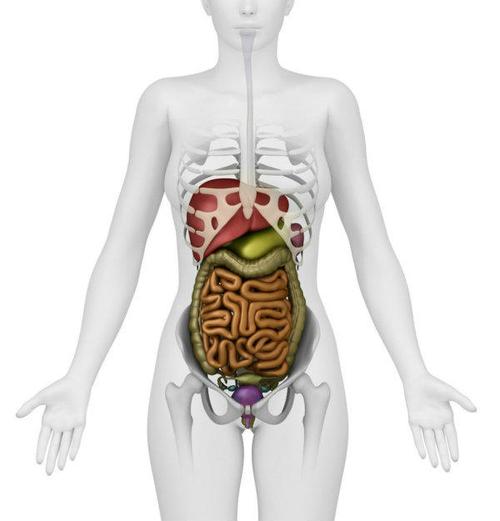 健康是福人体内脏结构超清晰剖视图