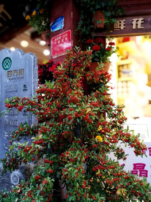 罕见的小花红树.