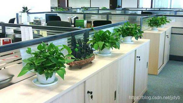 办公室绿植租赁布置方案
