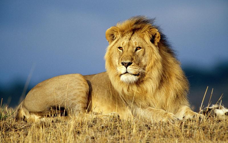 自然动物狮子大猫野生动物地点非洲lionanimalsbigcatswildlifeafrica