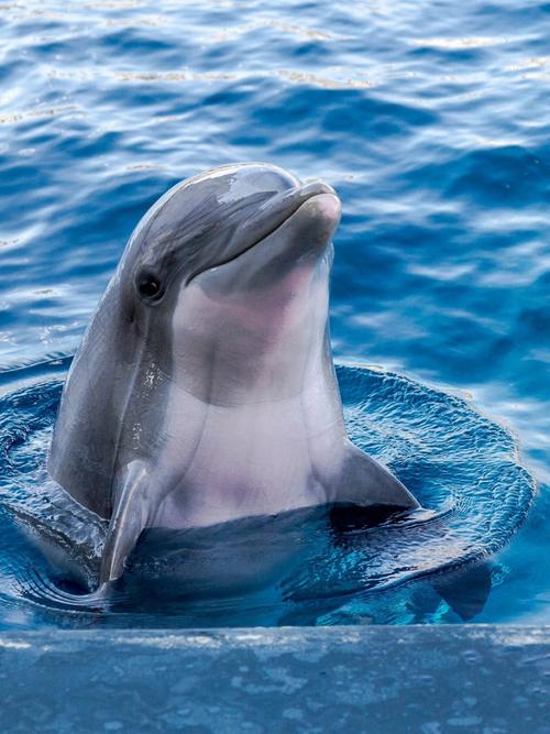 免费商用绘画素材动物篇海豚dophin