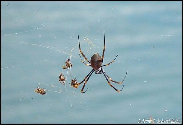 科普蜘蛛是怎么吃掉其它昆虫的