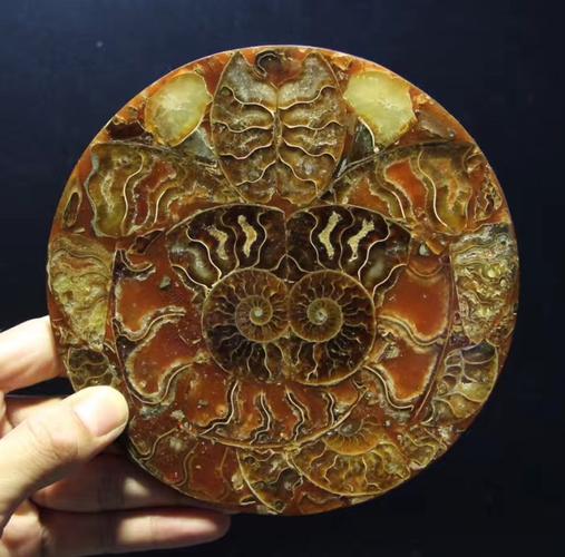 天然海洋生物海螺化石螺盘摆件标本10厘米