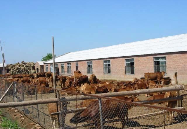 养牛养牛场牛场建设西门塔尔牛肉牛养殖养牛介绍肉牛价格