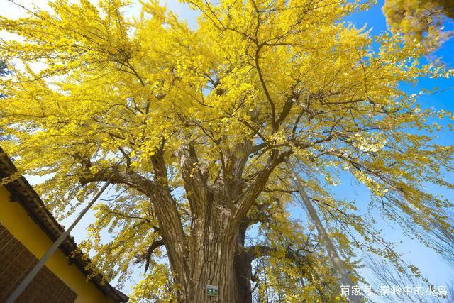 在西安长安区天子峪百塔寺有棵一千七百多年的银杏树实为罕见