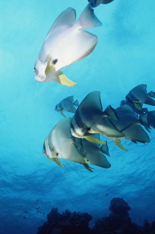 海洋鱼类生物特写图片海洋动物鱼类特写海洋海底世界生物