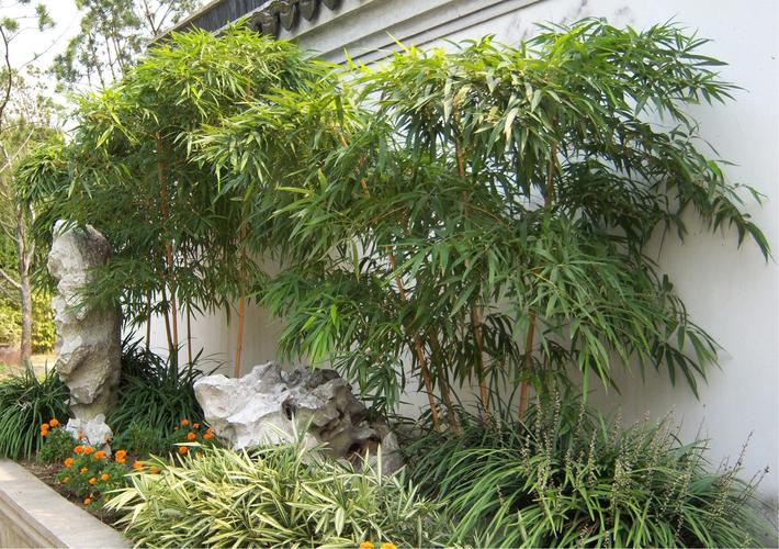 竹子可以用来绿化庭院