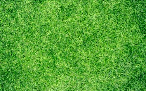 清新护眼的绿色草坪风景桌面壁纸