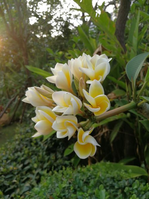 海南岛的花
