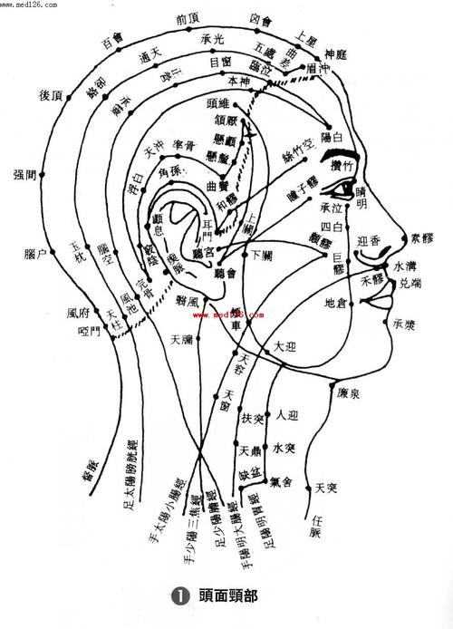人体头部穴位图