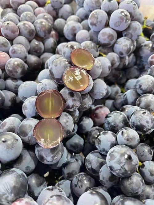 答案是蓝莓葡萄不是蓝莓胜似蓝莓稀有品种