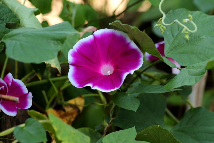 花的颜色有蓝绯红桃红紫等亦有混色的花瓣边缘的变化较多是常见