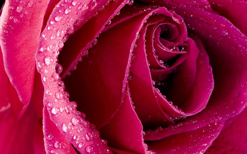 情人节唯美浪漫鲜艳红玫瑰花高清特写桌面壁纸一