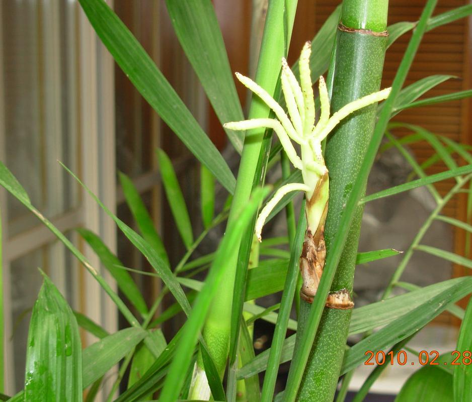 但竹子是竹亚科多年生一次开花植物大多数种开花周期大于60a这里a