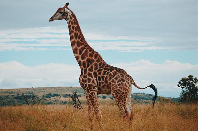 主题为长颈鹿图片可用作长颈鹿高清图长颈鹿大图动物图片麒麟等