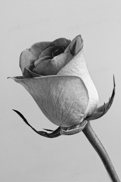 唯美黑白玫瑰花图片