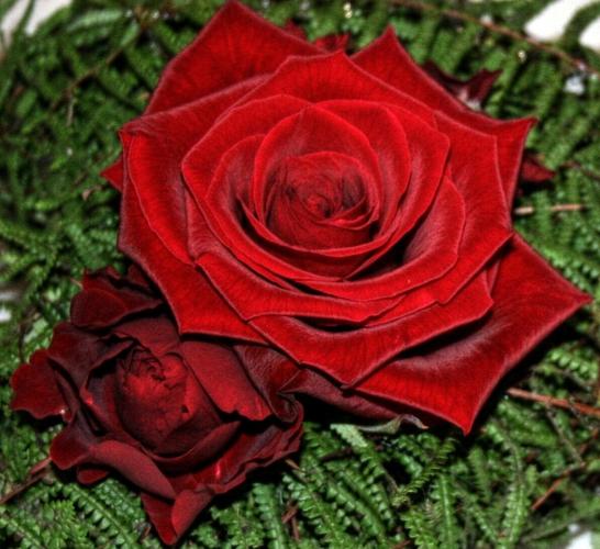 上升红色植物自然浪漫红玫瑰花