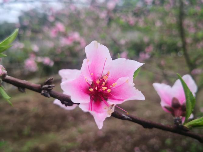 粉红五片花瓣儿像温暖的怀抱包围着一团团花蕊又舒展开来吸引着小