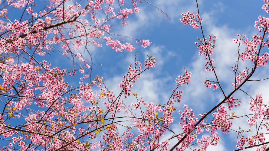 春天樱花开花粉红色的花朵树枝5k