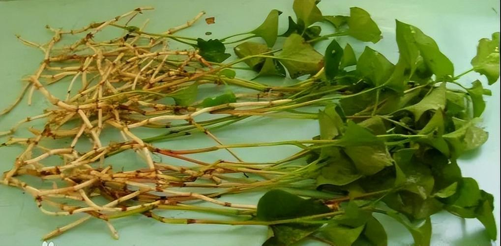 鱼腥草是中国药典收录的草药草药来源为三白草科植物蕺菜的干燥地上