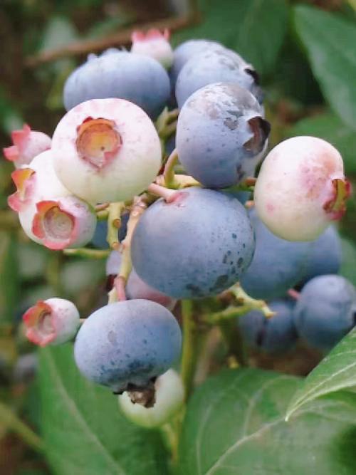 蓝莓熟啦自家种植新鲜采摘