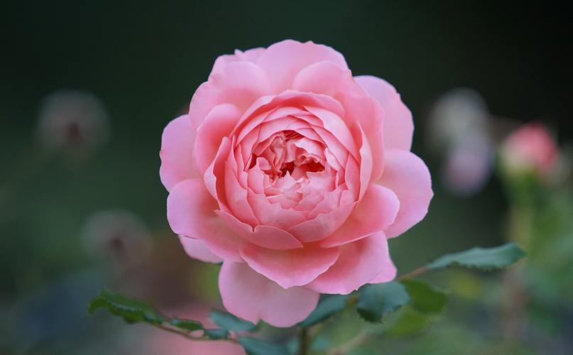 粉红的玫瑰花图片鲜花花卉玫瑰花